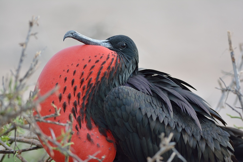 Amerikaanse Fregatvogel